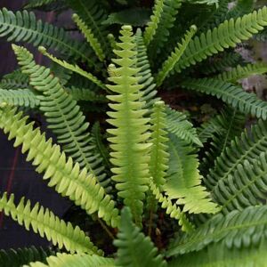 Blechnum spicant ---